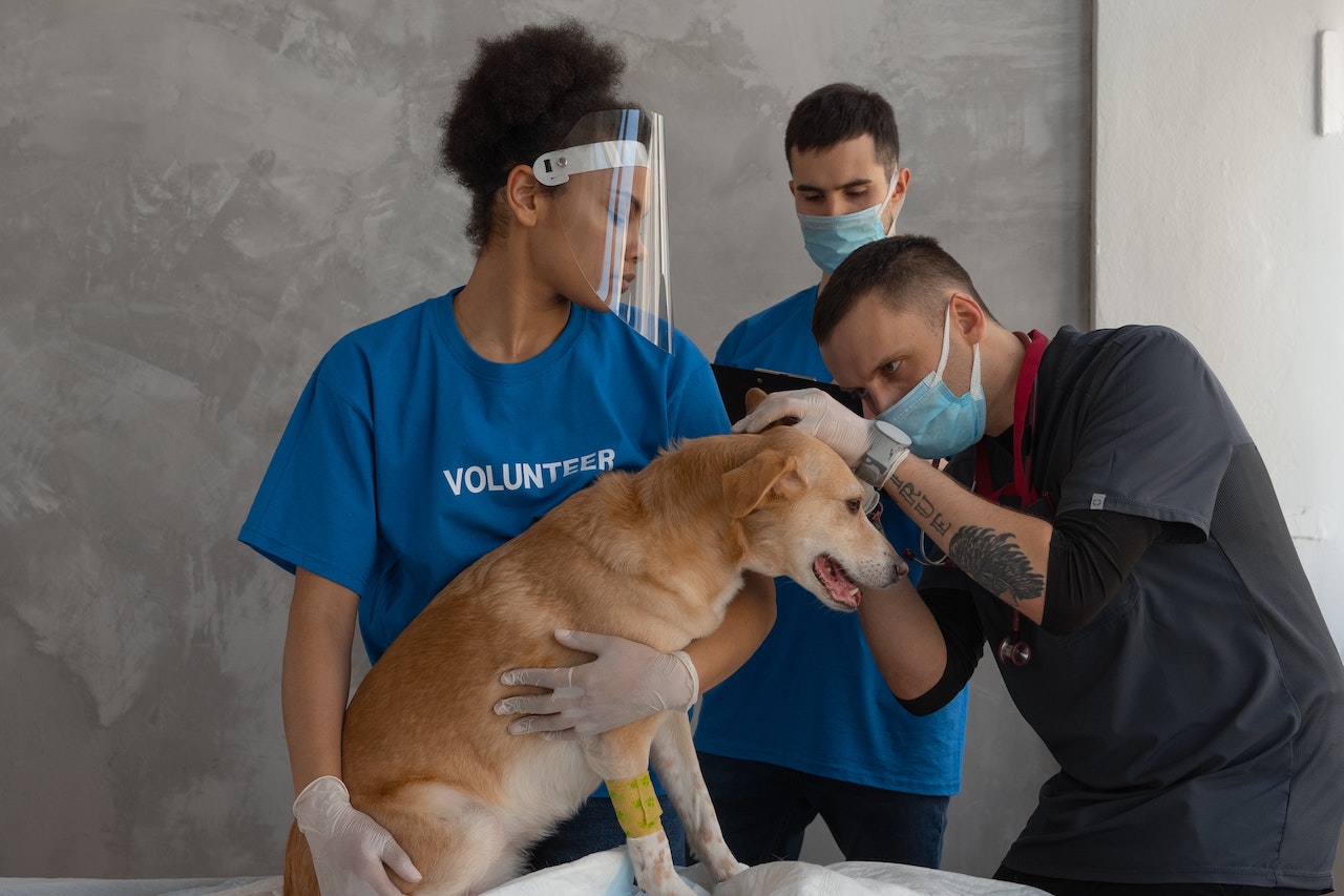 team work in veterinary practice essentials