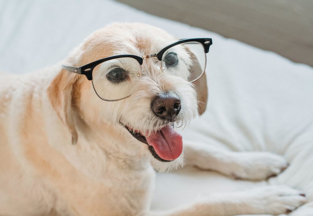a dog with eyeglasses