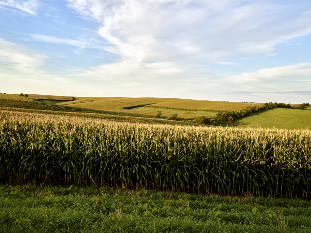 Sculpted cornfields in the rolling hills of Jones County in eastern Iowa.