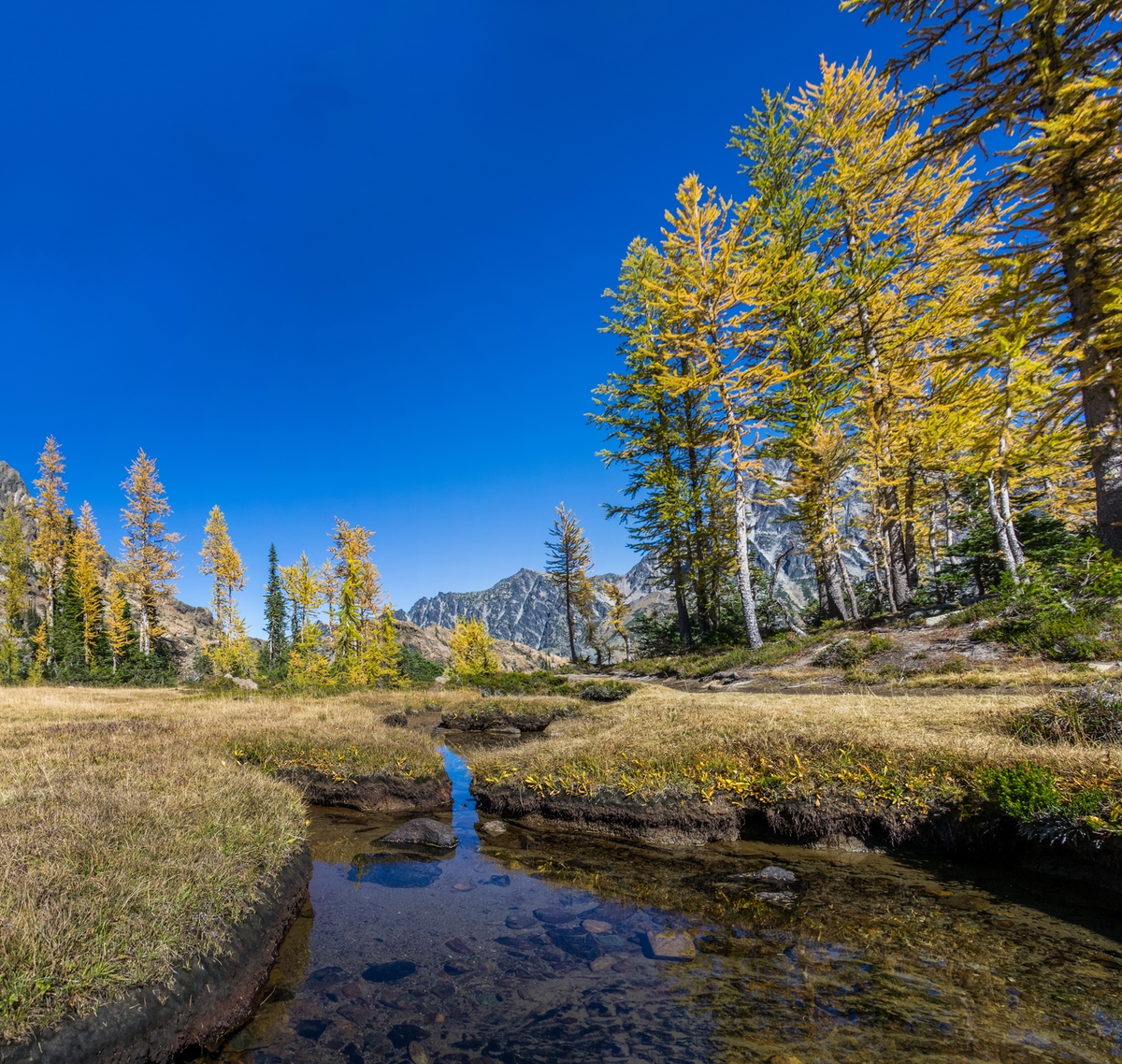 trees along a creek