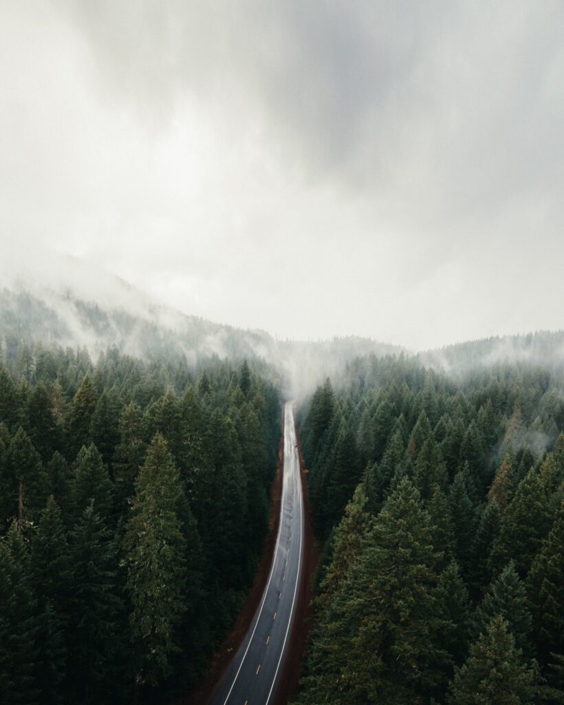 road in a forest