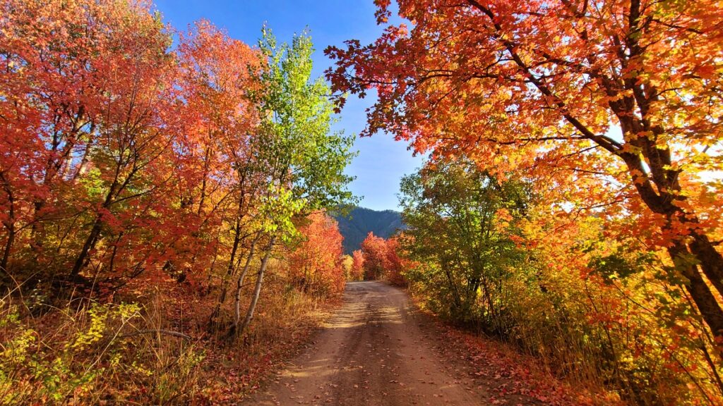 dirt path through fall-colored trees