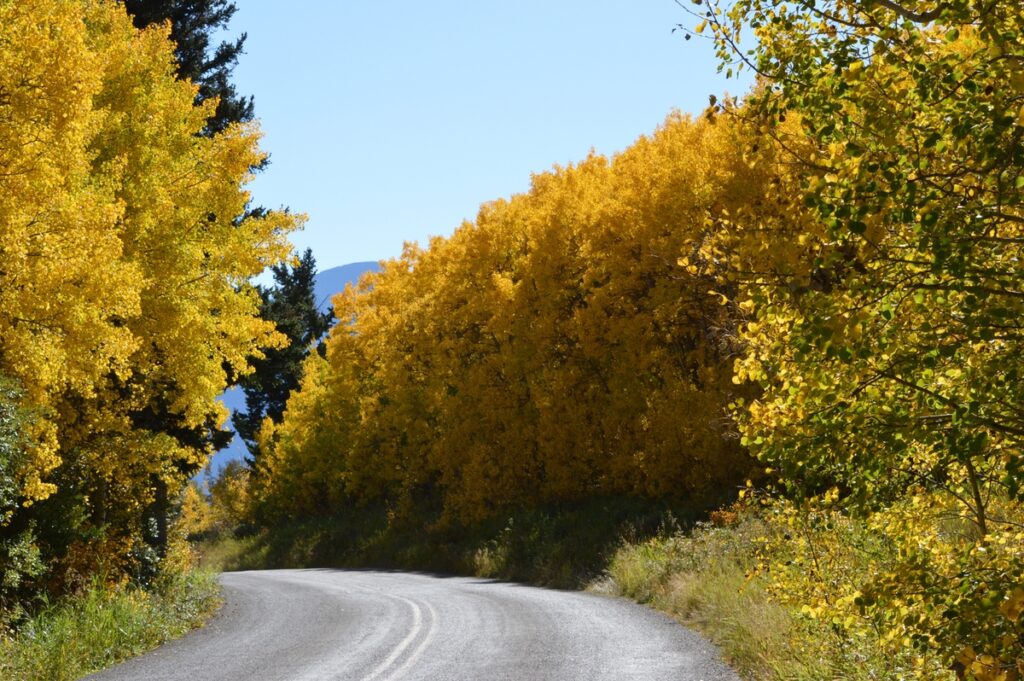 fall foliage along a winding roadway