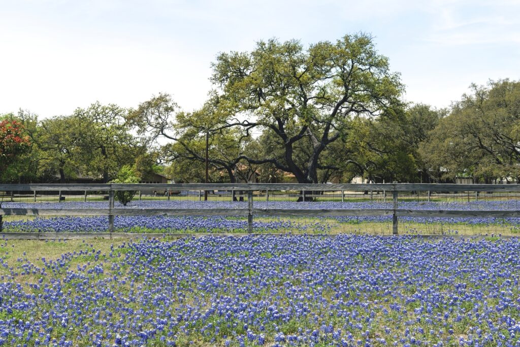 field of bluebonnets in texas