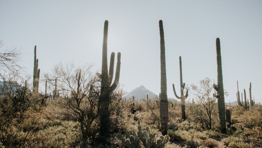 cactus in arizona
