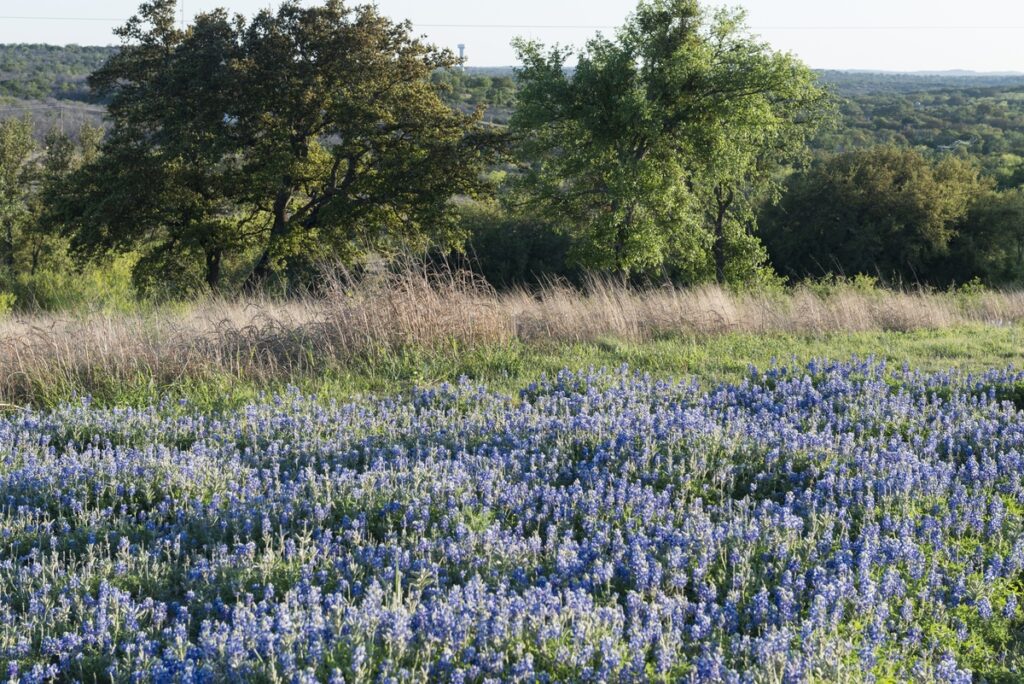 field of bluebonnet flowers