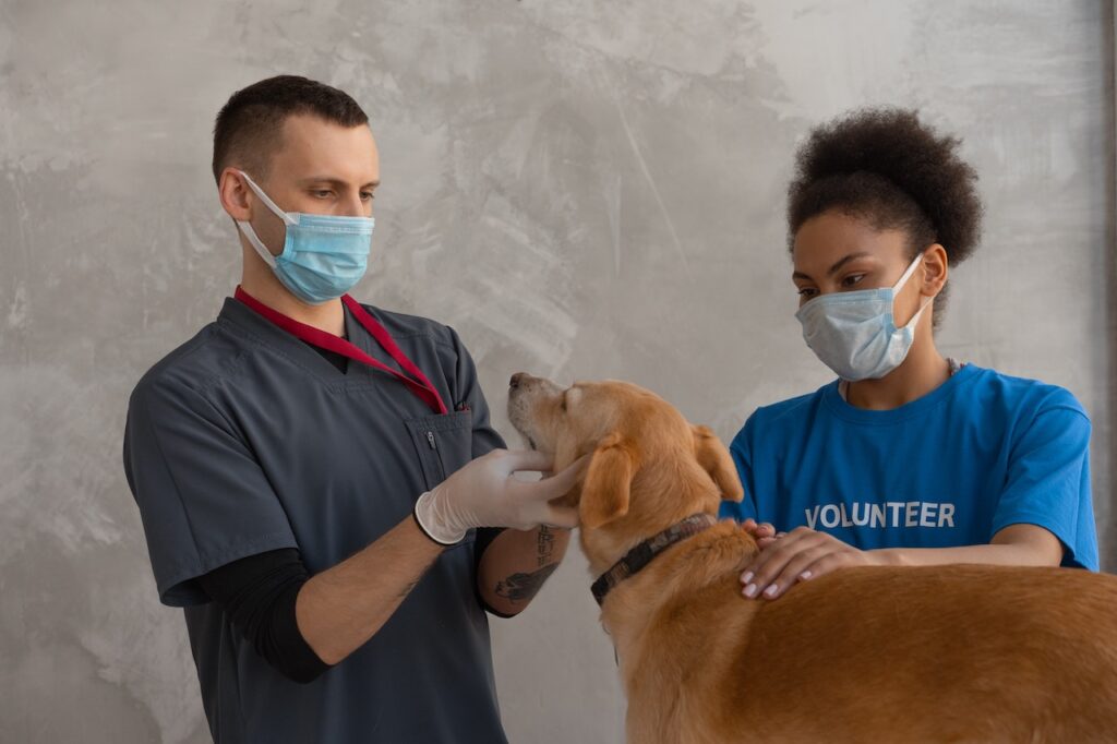veterinary practice team work and veterinary team solutions to meet the goals of your veterinary team!